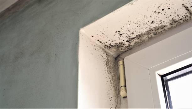 Best Airborne Mold Testing  in De Soto, IA