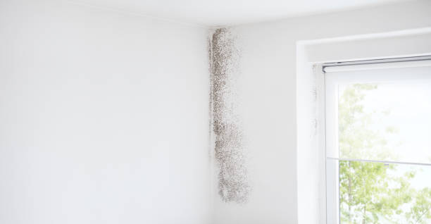 Best HVAC Mold Inspection and Cleaning  in De Soto, IA
