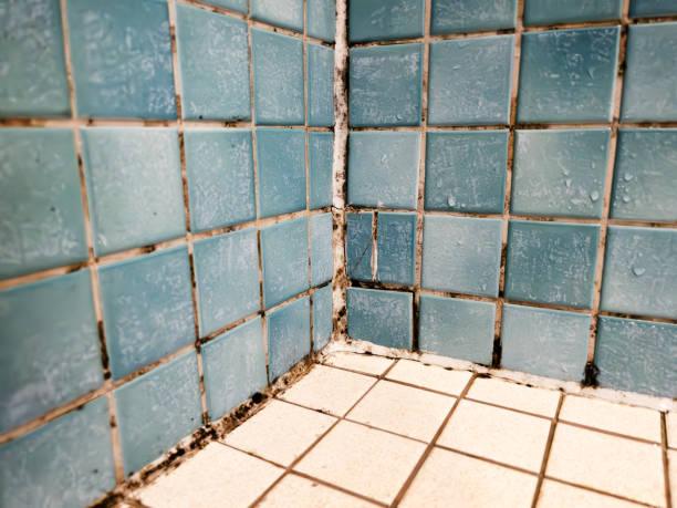 Best Air Quality Testing for Mold Spores  in De Soto, IA