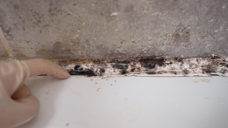 Trusted De Soto, IA Mold Removal Experts